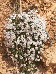 Linanthus caespitosus