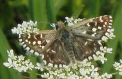 Pyrgus malvoides