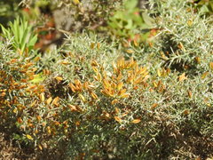 Ulex argenteus argenteus