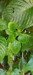 Brillantaisia owariensis