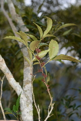 Zanthoxylum wutaiense