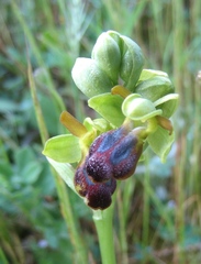 Ophrys fusca funerea