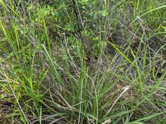 Panicum elegantissimum
