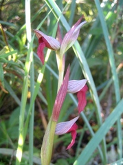 Serapias × todaroi