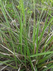 Panicum elegantissimum