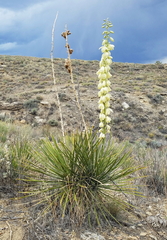 Yucca angustissima