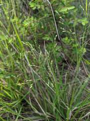 Panicum elegantissimum