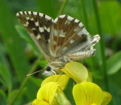 Pyrgus malvoides