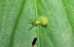 Alpaida delicata