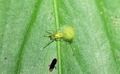 Alpaida delicata