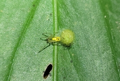 Alpaida delicata