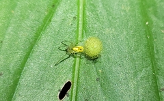 Alpaida delicata