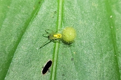 Alpaida delicata