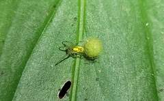 Alpaida delicata