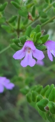 Prostanthera densa