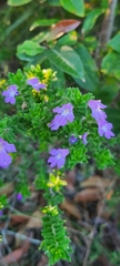 Prostanthera densa
