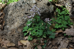 Corydalis triternata