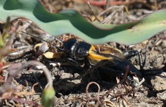 Gryllus brevicaudus
