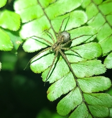 Paratrechalea julyae