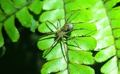 Paratrechalea julyae