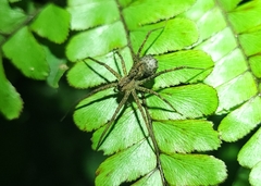 Paratrechalea julyae