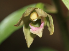 Epipactis kleinii