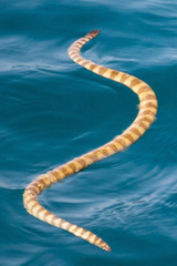 Hydrophis lapemoides