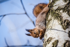 Sciurus vulgaris