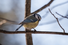 Cyanistes caeruleus