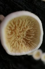 Pseudomerulius curtisii
