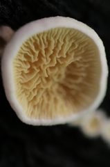 Pseudomerulius curtisii