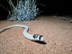 Pygopus nigriceps
