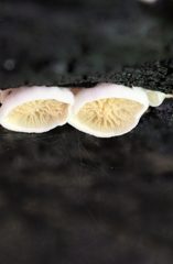 Pseudomerulius curtisii