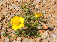 Ceratocephala falcata