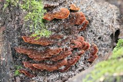Hymenochaete setipora