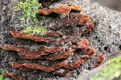 Hymenochaete setipora