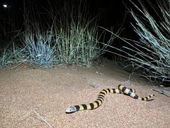 Simoselaps bertholdi