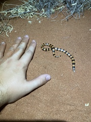 Simoselaps bertholdi