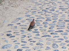 Streptopelia senegalensis