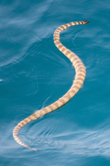 Hydrophis lapemoides