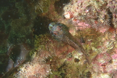 Helcogramma decurrens