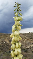 Yucca angustissima