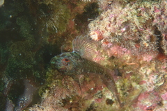 Helcogramma decurrens