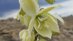 Yucca angustissima