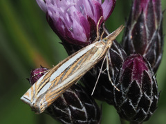 Crambus silvella