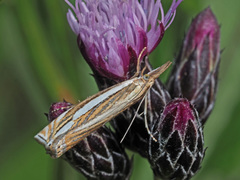 Crambus silvella
