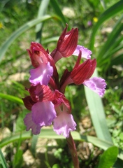 Anacamptis papilionacea papilionacea