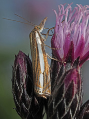 Crambus silvella