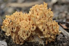 Ramaria anziana