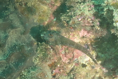Helcogramma decurrens